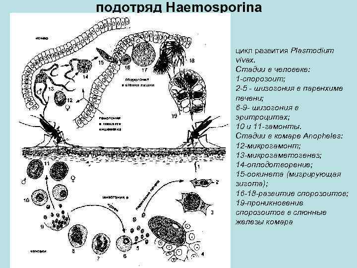 подотряд Haemosporina цикл развития Plasmodium vivax. Стадии в человеке: 1 -спорозоит; 2 -5 -