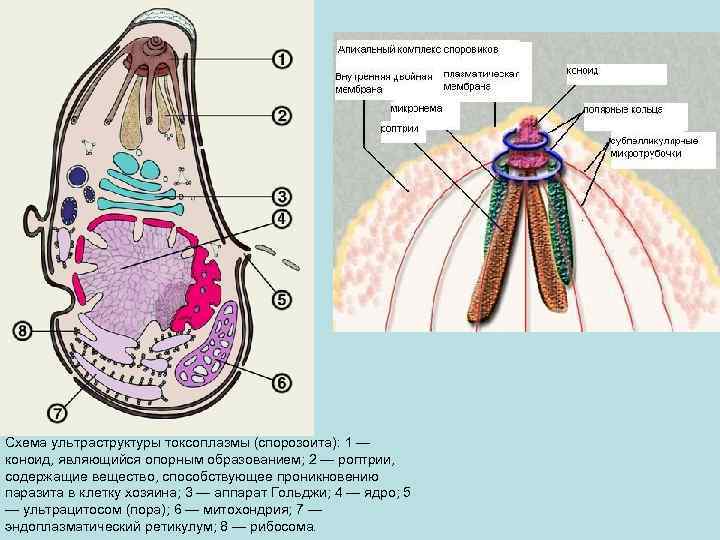 Схема ультраструктуры токсоплазмы (спорозоита): 1 — коноид, являющийся опорным образованием; 2 — роптрии, содержащие
