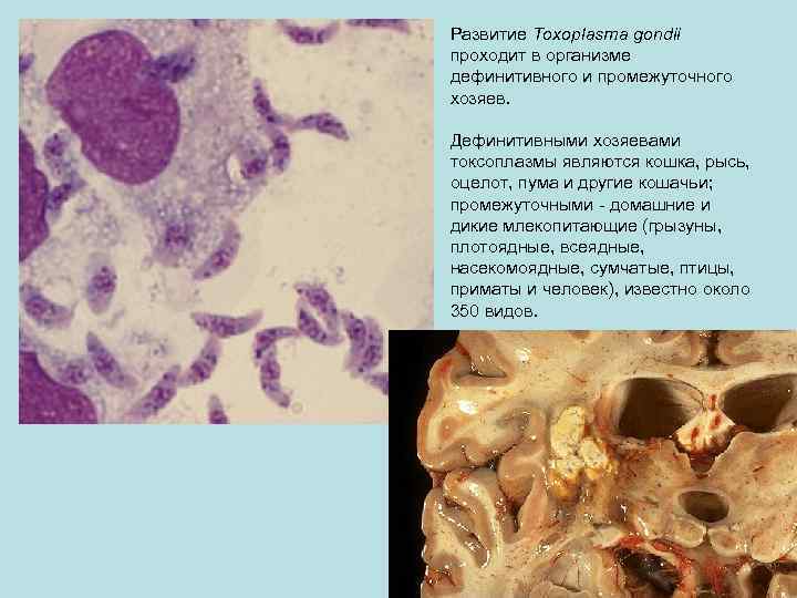 Развитие Toxoplasma gondii проходит в организме дефинитивного и промежуточного хозяев. Дефинитивными хозяевами токсоплазмы являются