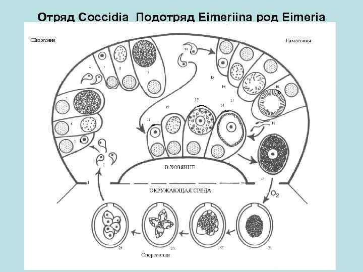 Отряд Coccidia Подотряд Eimeriina род Eimeria 