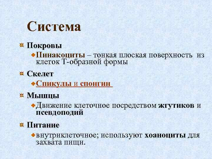 Система Покровы Пинакоциты – тонкая плоская поверхность из клеток Т-образной формы Скелет Спикулы и