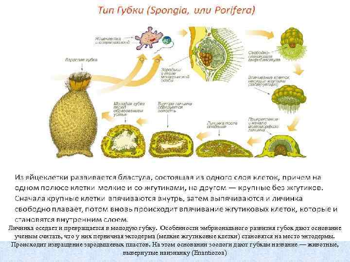 Личинка оседает и превращается в молодую губку. Особенности эмбрионального развития губок дают основание ученым