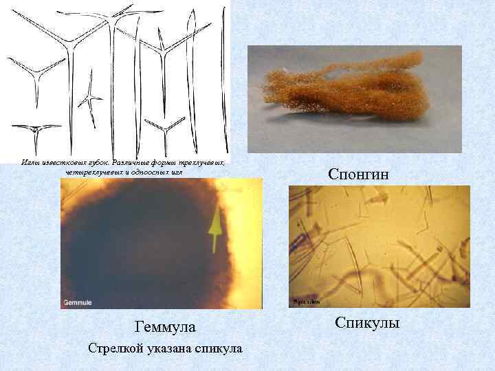 Иглы известковых губок. Различные формы трехлучевых, четырехлучевых и одноосных игл Геммула Стрелкой указана спикула