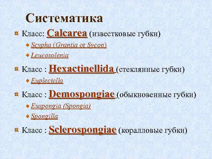 Систематика Класс: Calcarea (известковые губки) Scypha (Grantia or Sycon) Leucosolenia Класс : Hexactinellida (стеклянные