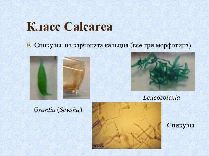 Класс Calcarea Спикулы из карбоната кальция (все три морфотипа) Leucosolenia Grantia (Scypha) Спикулы 