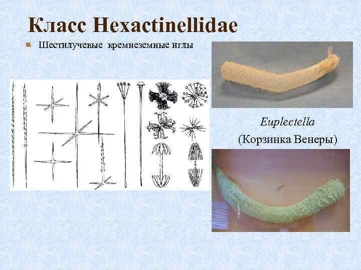 Класс Hexactinellidae Шестилучевые кремнеземные иглы Euplectella (Корзинка Венеры) 