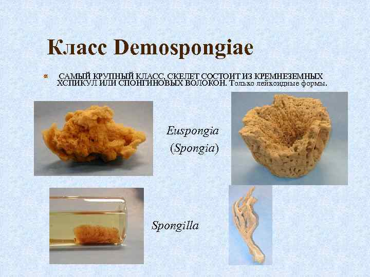 Класс Demospongiae САМЫЙ КРУПНЫЙ КЛАСС, СКЕЛЕТ СОСТОИТ ИЗ КРЕМНЕЗЕМНЫХ ХСПИКУЛ ИЛИ СПОНГИНОВЫХ ВОЛОКОН. Только