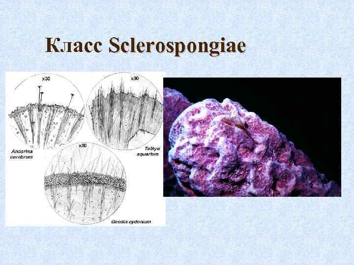 Класс Sclerospongiae 