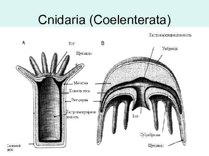 Cnidaria (Coelenterata) 
