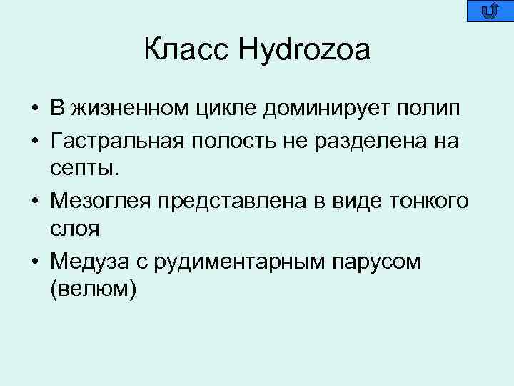 Класс Hydrozoa • В жизненном цикле доминирует полип • Гастральная полость не разделена на