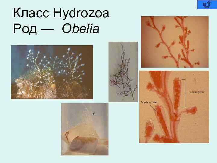 Класс Hydrozoa Род — Obelia 
