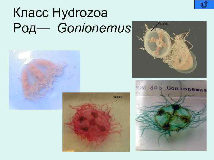 Класс Hydrozoa Род— Gonionemus 