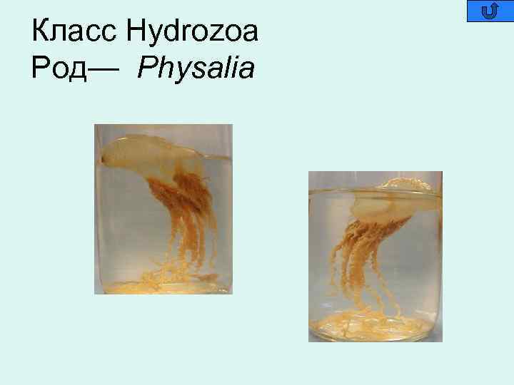 Класс Hydrozoa Род— Physalia 