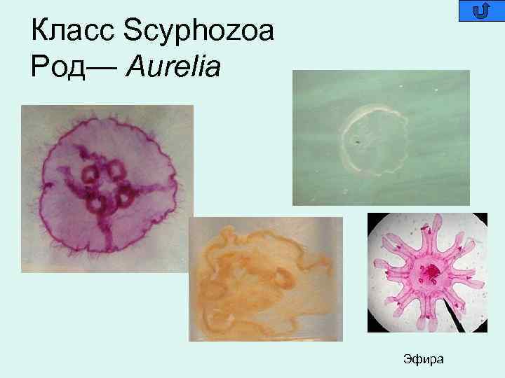 Класс Scyphozoa Род— Aurelia Эфира 