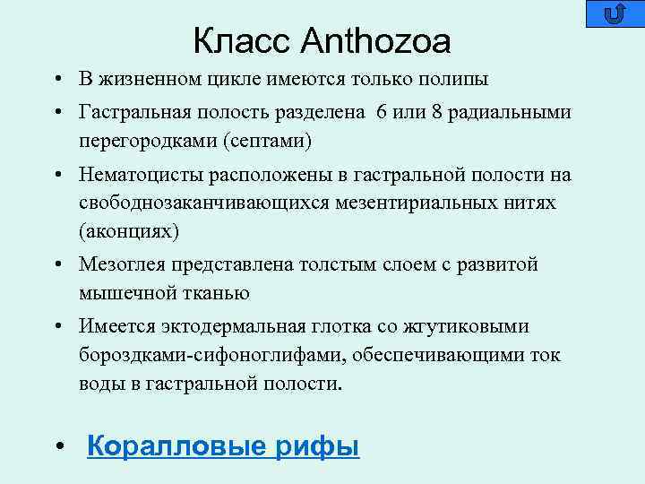 Класс Anthozoa • В жизненном цикле имеются только полипы • Гастральная полость разделена 6