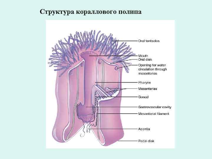 Строение стенки полипа