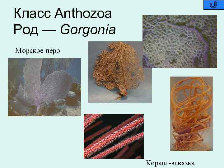 Класс Anthozoa Род — Gorgonia Морское перо Коралл-завязка 