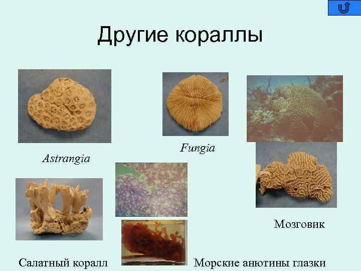 Другие кораллы Astrangia Fungia Мозговик Салатный коралл Морские анютины глазки 