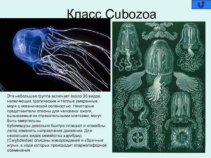 Класс Cubozoa Эта небольшая группа включает около 20 видов, населяющих тропические и тёплые умеренные
