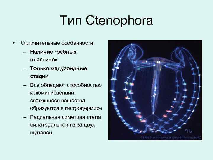 Тип Ctenophora • Отличительные особенности – Наличие гребных пластинок – Только медузоидные стадии –
