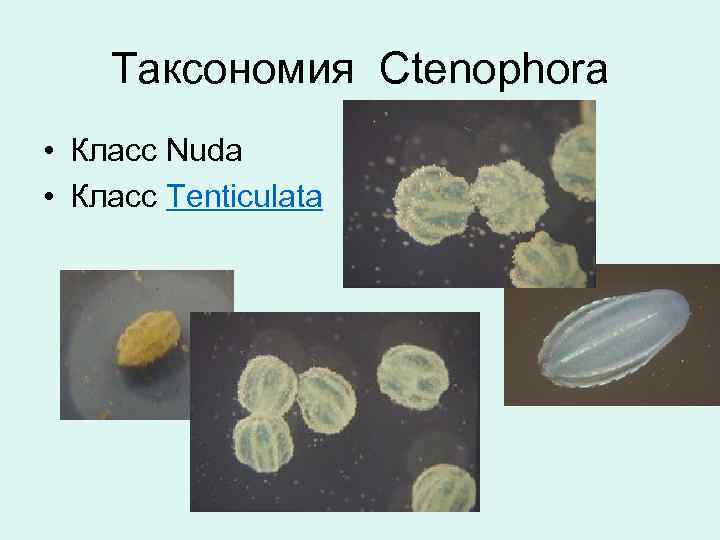 Таксономия Ctenophora • Класс Nuda • Класс Tenticulata 