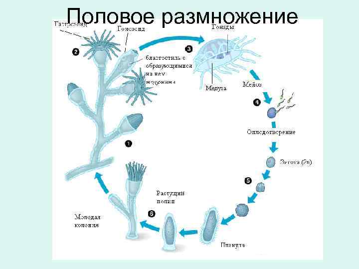 Половое размножение 