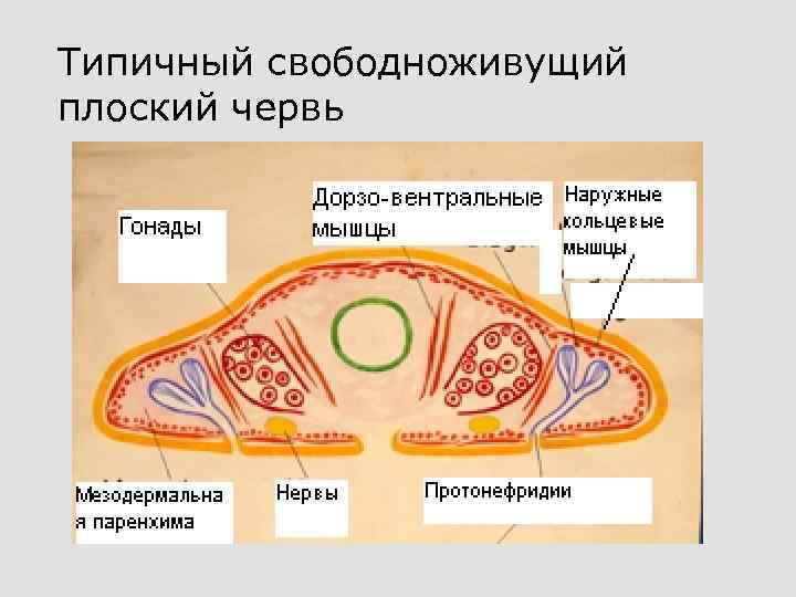 Типичный свободноживущий плоский червь 