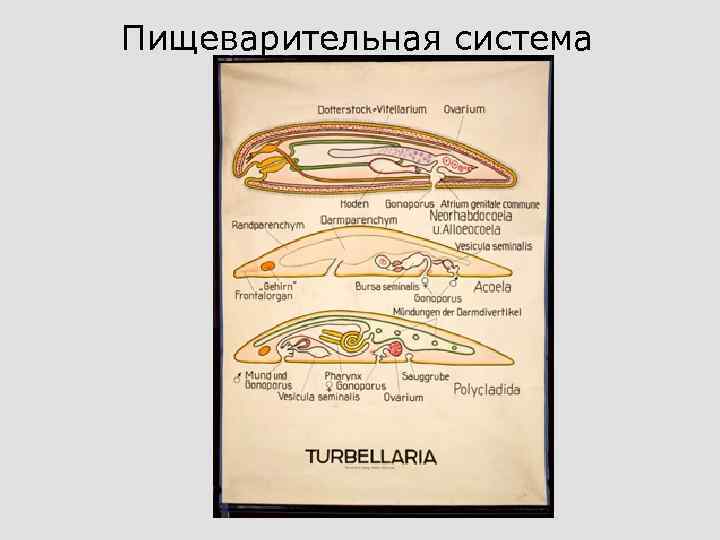 Пищеварительная система 
