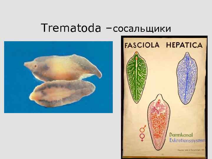 Trematoda –сосальщики 