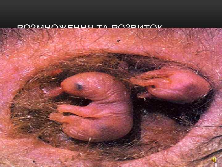 РОЗМНОЖЕННЯ ТА РОЗВИТОК 