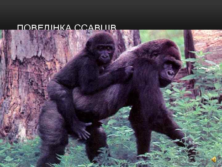 ПОВЕДІНКА ССАВЦІВ 