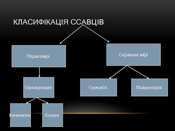 КЛАСИФІКАЦІЯ ССАВЦІВ Справжні звірі Першозвірі Однопрохідні Качконоси Єхидні Сумчасті Плацентарні 