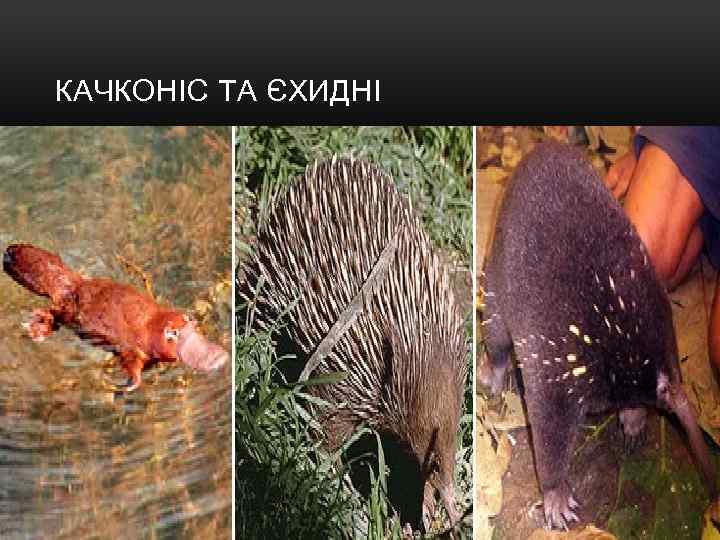 КАЧКОНІС ТА ЄХИДНІ 