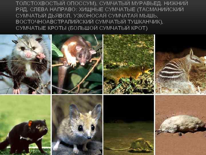 ТОЛСТОХВОСТЫЙ ОПОССУМ), СУМЧАТЫЙ МУРАВЬЕД. НИЖНИЙ РЯД, СЛЕВА НАПРАВО: ХИЩНЫЕ СУМЧАТЫЕ (ТАСМАНИЙСКИЙ СУМЧАТЫЙ ДЬЯВОЛ, УЗКОНОСАЯ