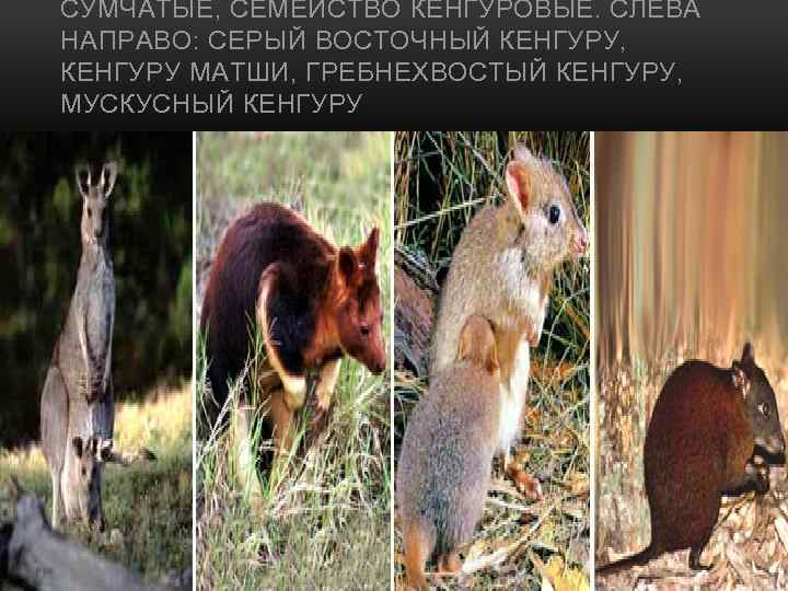 СУМЧАТЫЕ, СЕМЕЙСТВО КЕНГУРОВЫЕ. СЛЕВА НАПРАВО: СЕРЫЙ ВОСТОЧНЫЙ КЕНГУРУ, КЕНГУРУ МАТШИ, ГРЕБНЕХВОСТЫЙ КЕНГУРУ, МУСКУСНЫЙ КЕНГУРУ