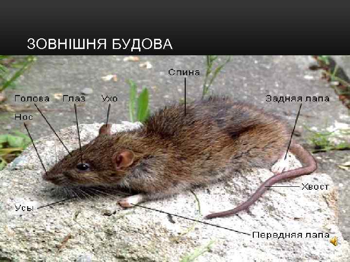 ЗОВНІШНЯ БУДОВА 