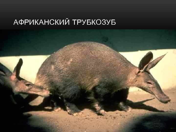 АФРИКАНСКИЙ ТРУБКОЗУБ 