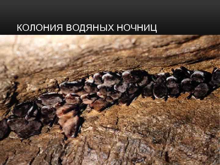 КОЛОНИЯ ВОДЯНЫХ НОЧНИЦ 