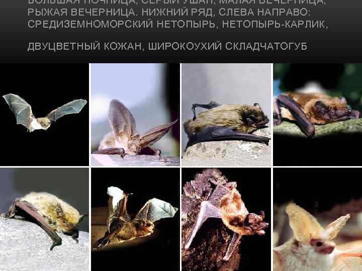 БОЛЬШАЯ НОЧНИЦА, СЕРЫЙ УШАН, МАЛАЯ ВЕЧЕРНИЦА, РЫЖАЯ ВЕЧЕРНИЦА. НИЖНИЙ РЯД, СЛЕВА НАПРАВО: СРЕДИЗЕМНОМОРСКИЙ НЕТОПЫРЬ,
