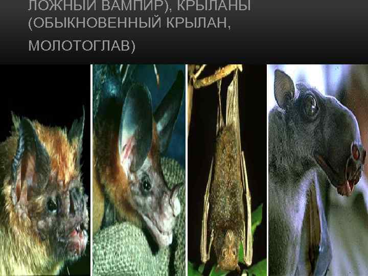 ЛОЖНЫЙ ВАМПИР), КРЫЛАНЫ (ОБЫКНОВЕННЫЙ КРЫЛАН, МОЛОТОГЛАВ) 