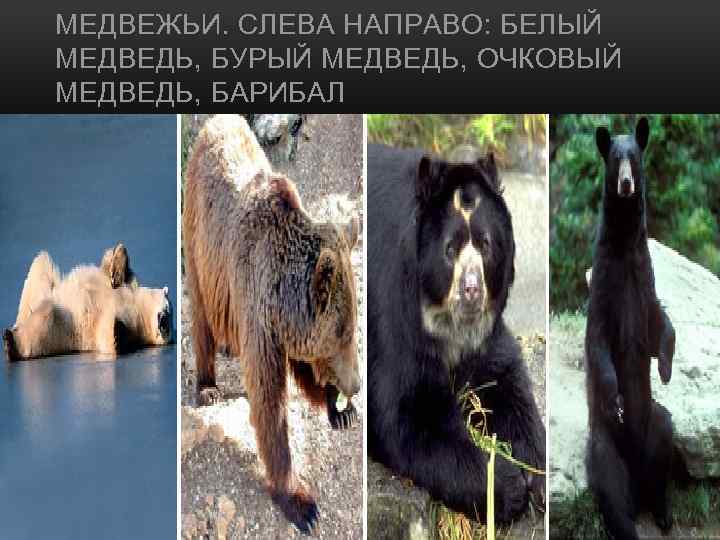 МЕДВЕЖЬИ. СЛЕВА НАПРАВО: БЕЛЫЙ МЕДВЕДЬ, БУРЫЙ МЕДВЕДЬ, ОЧКОВЫЙ МЕДВЕДЬ, БАРИБАЛ 