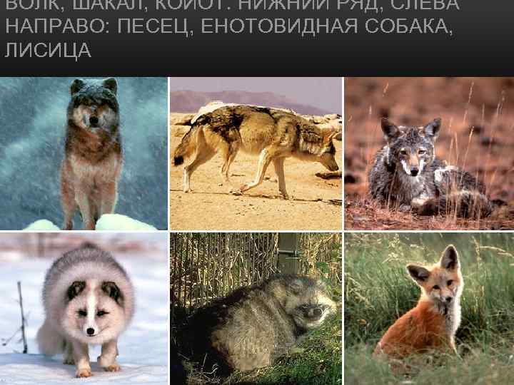 ВОЛК, ШАКАЛ, КОЙОТ. НИЖНИЙ РЯД, СЛЕВА НАПРАВО: ПЕСЕЦ, ЕНОТОВИДНАЯ СОБАКА, ЛИСИЦА 