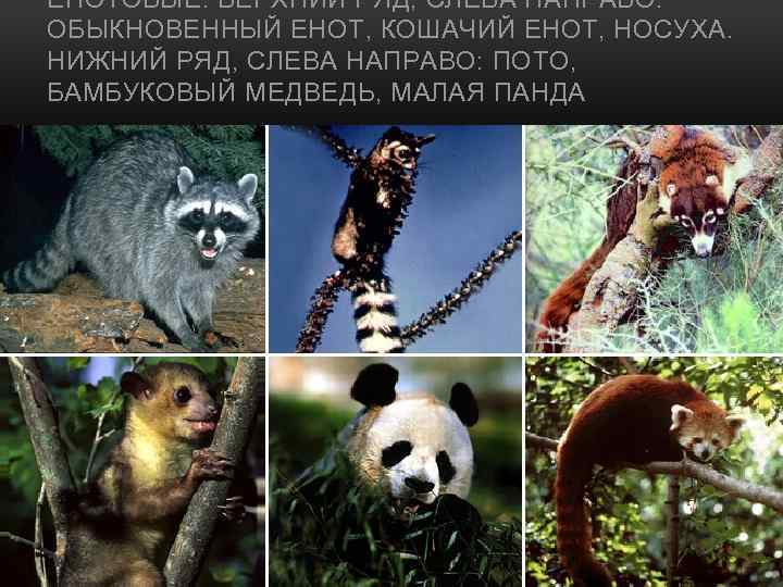 ЕНОТОВЫЕ. ВЕРХНИЙ РЯД, СЛЕВА НАПРАВО: ОБЫКНОВЕННЫЙ ЕНОТ, КОШАЧИЙ ЕНОТ, НОСУХА. НИЖНИЙ РЯД, СЛЕВА НАПРАВО:
