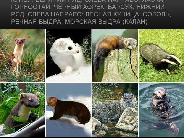 КУНЬИ. ВЕРХНИЙ РЯД, СЛЕВА НАПРАВО: ЛАСКА, ГОРНОСТАЙ, ЧЁРНЫЙ ХОРЁК, БАРСУК. НИЖНИЙ РЯД, СЛЕВА НАПРАВО: