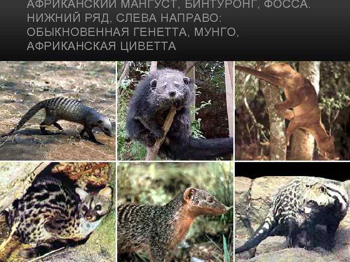 АФРИКАНСКИЙ МАНГУСТ, БИНТУРОНГ, ФОССА. НИЖНИЙ РЯД, СЛЕВА НАПРАВО: ОБЫКНОВЕННАЯ ГЕНЕТТА, МУНГО, АФРИКАНСКАЯ ЦИВЕТТА 