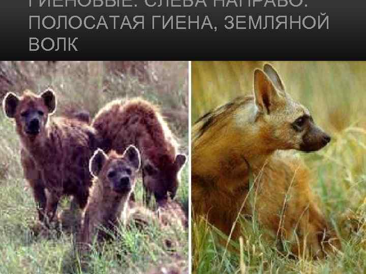 ГИЕНОВЫЕ. СЛЕВА НАПРАВО: ПОЛОСАТАЯ ГИЕНА, ЗЕМЛЯНОЙ ВОЛК 