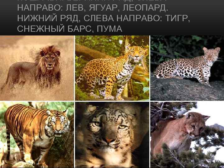 КОШАЧЬИ. ВЕРХНИЙ РЯД, СЛЕВА НАПРАВО: ЛЕВ, ЯГУАР, ЛЕОПАРД. НИЖНИЙ РЯД, СЛЕВА НАПРАВО: ТИГР, СНЕЖНЫЙ