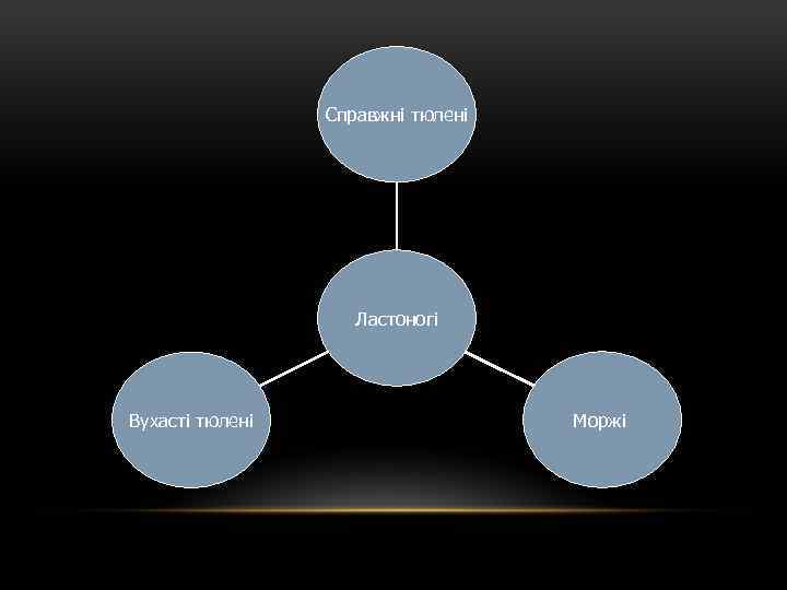 Справжні тюлені Ластоногі Вухасті тюлені Моржі 