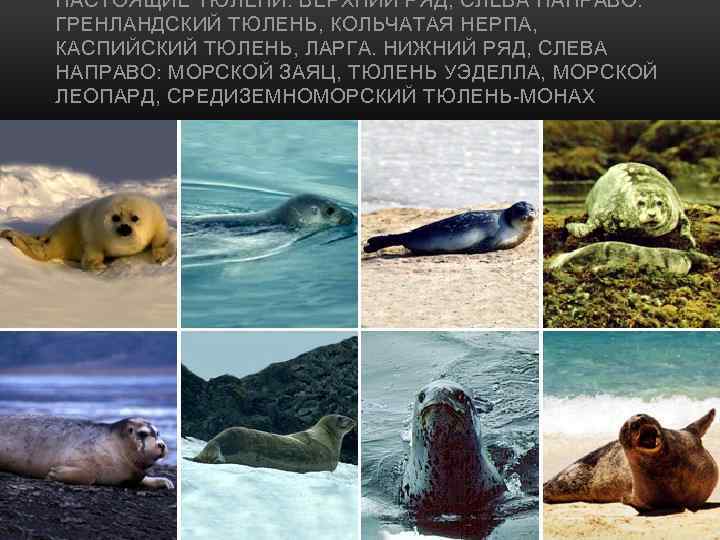 НАСТОЯЩИЕ ТЮЛЕНИ. ВЕРХНИЙ РЯД, СЛЕВА НАПРАВО: ГРЕНЛАНДСКИЙ ТЮЛЕНЬ, КОЛЬЧАТАЯ НЕРПА, КАСПИЙСКИЙ ТЮЛЕНЬ, ЛАРГА. НИЖНИЙ