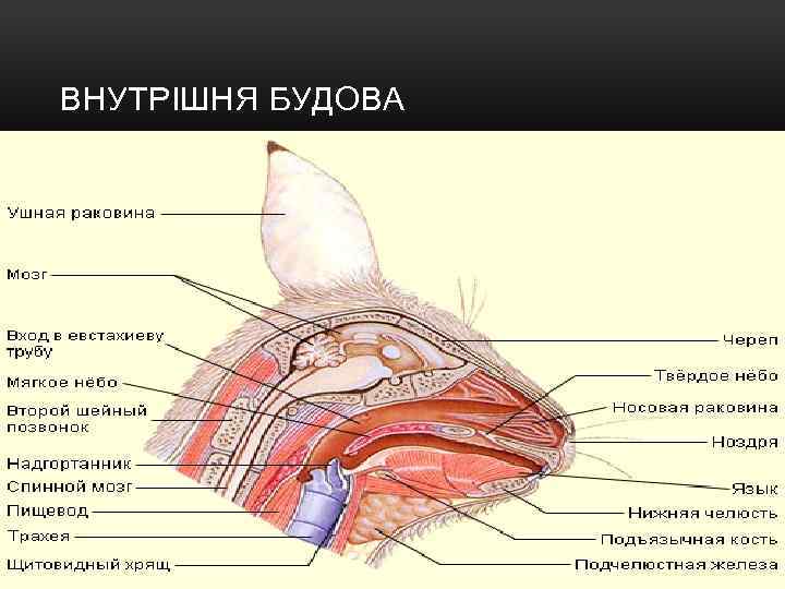 ВНУТРІШНЯ БУДОВА 